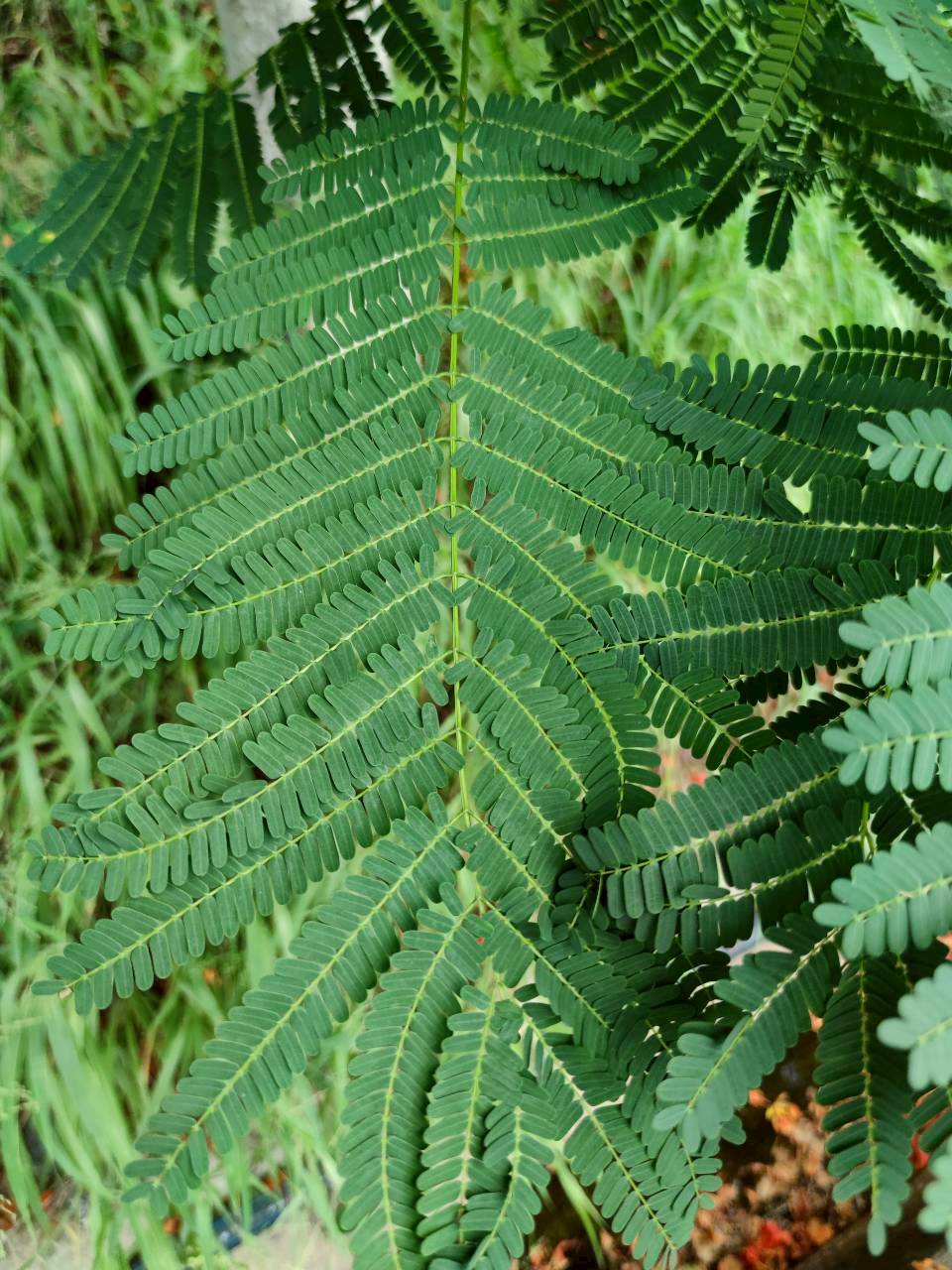 หางนกยูงฝรั่ง (leaf)