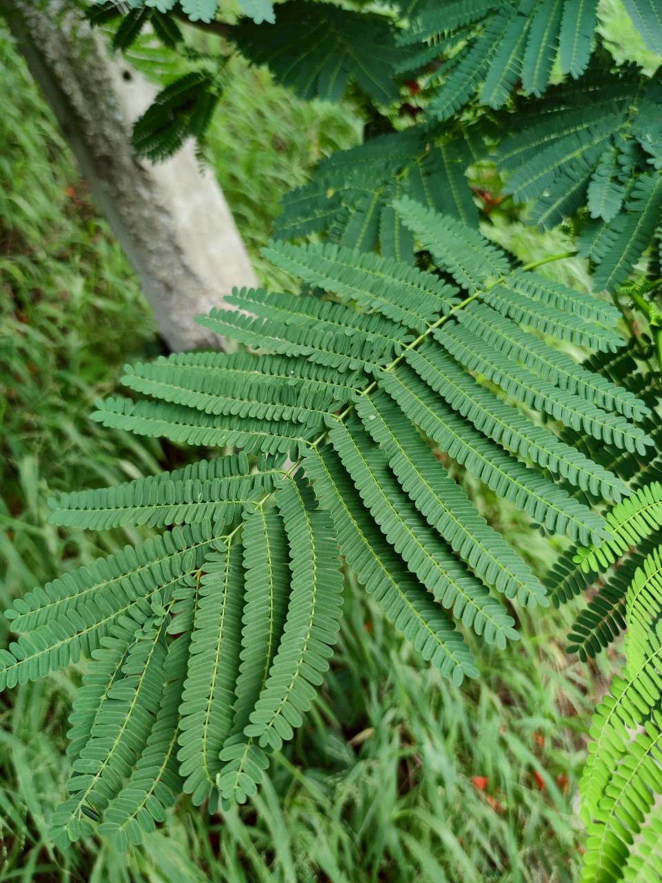 หางนกยูงฝรั่ง (leaf)