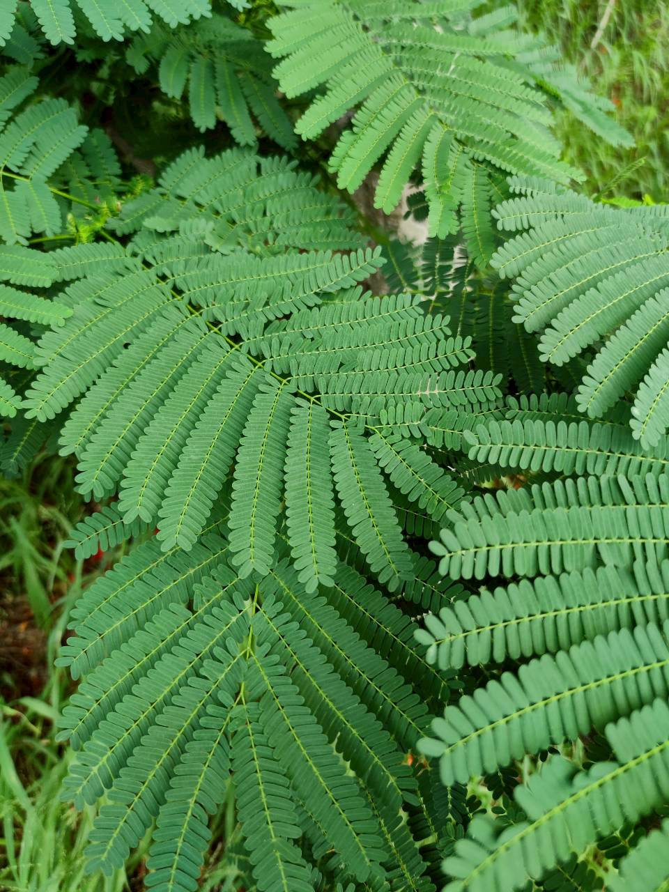 หางนกยูงฝรั่ง (leaf)
