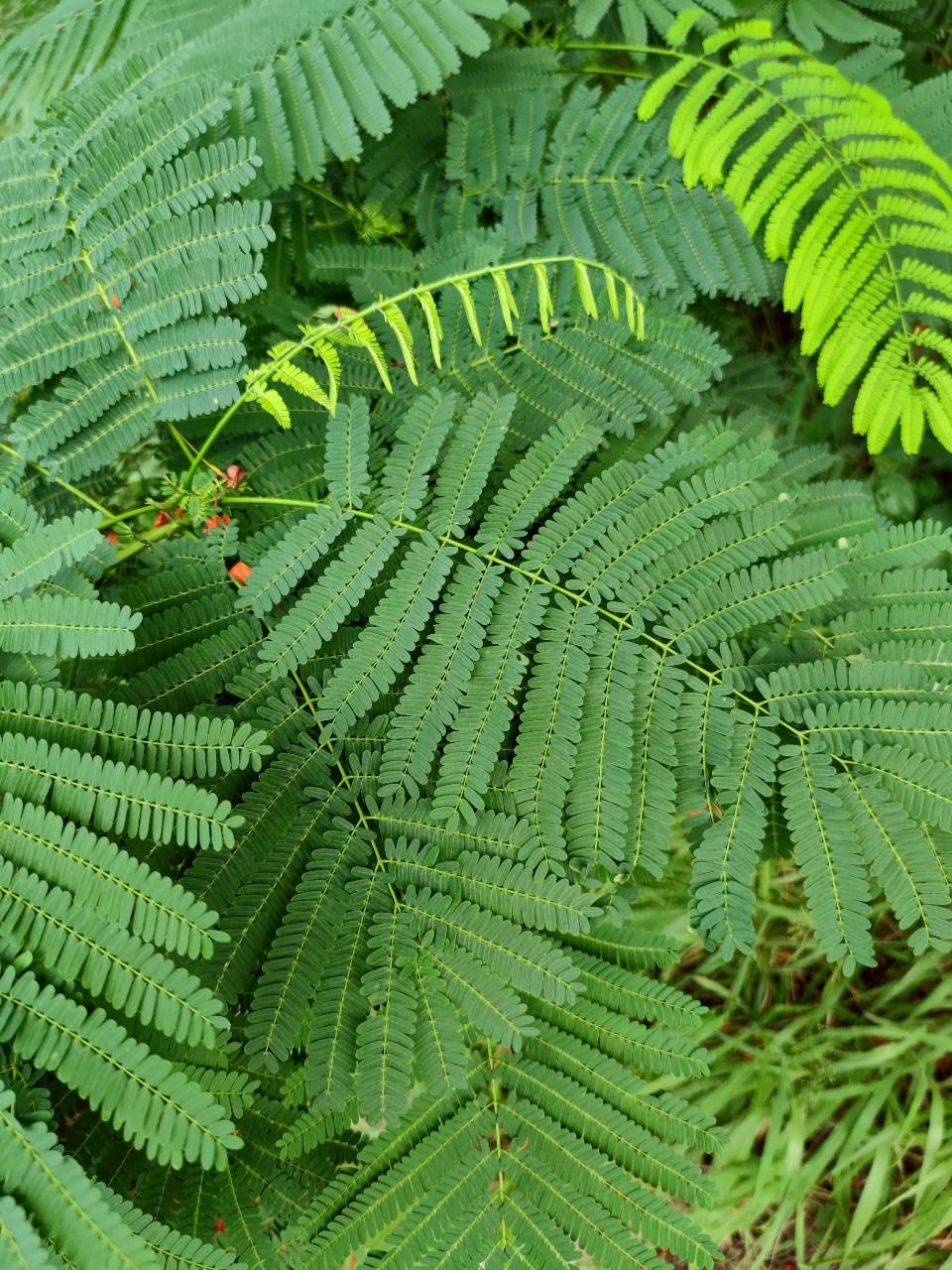 หางนกยูงฝรั่ง (leaf)