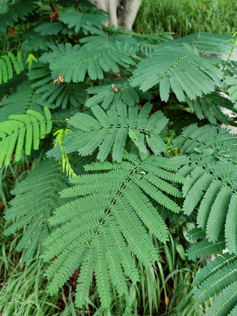 หางนกยูงฝรั่ง (leaf)