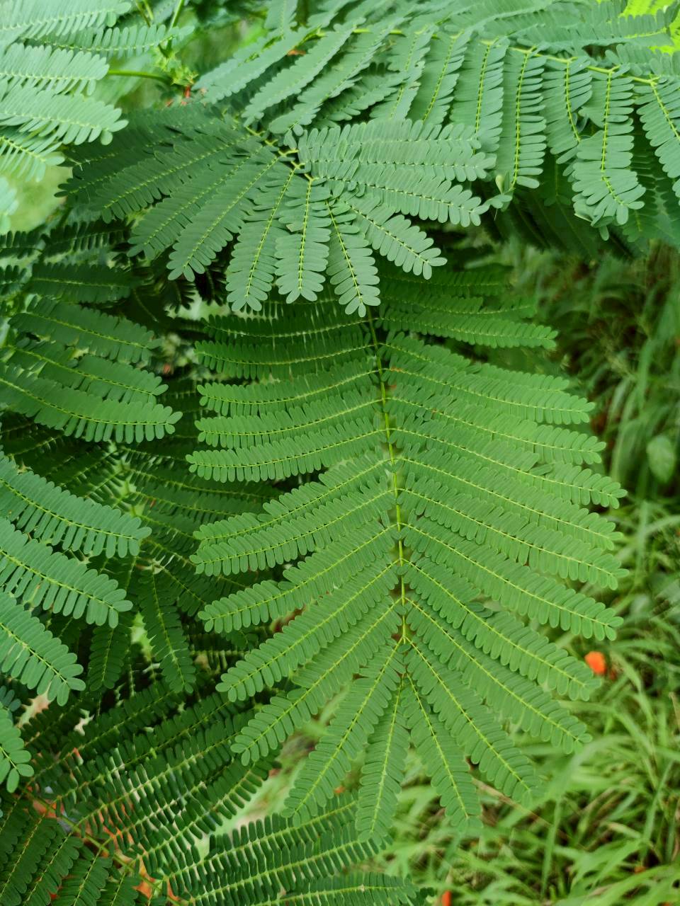 หางนกยูงฝรั่ง (leaf)