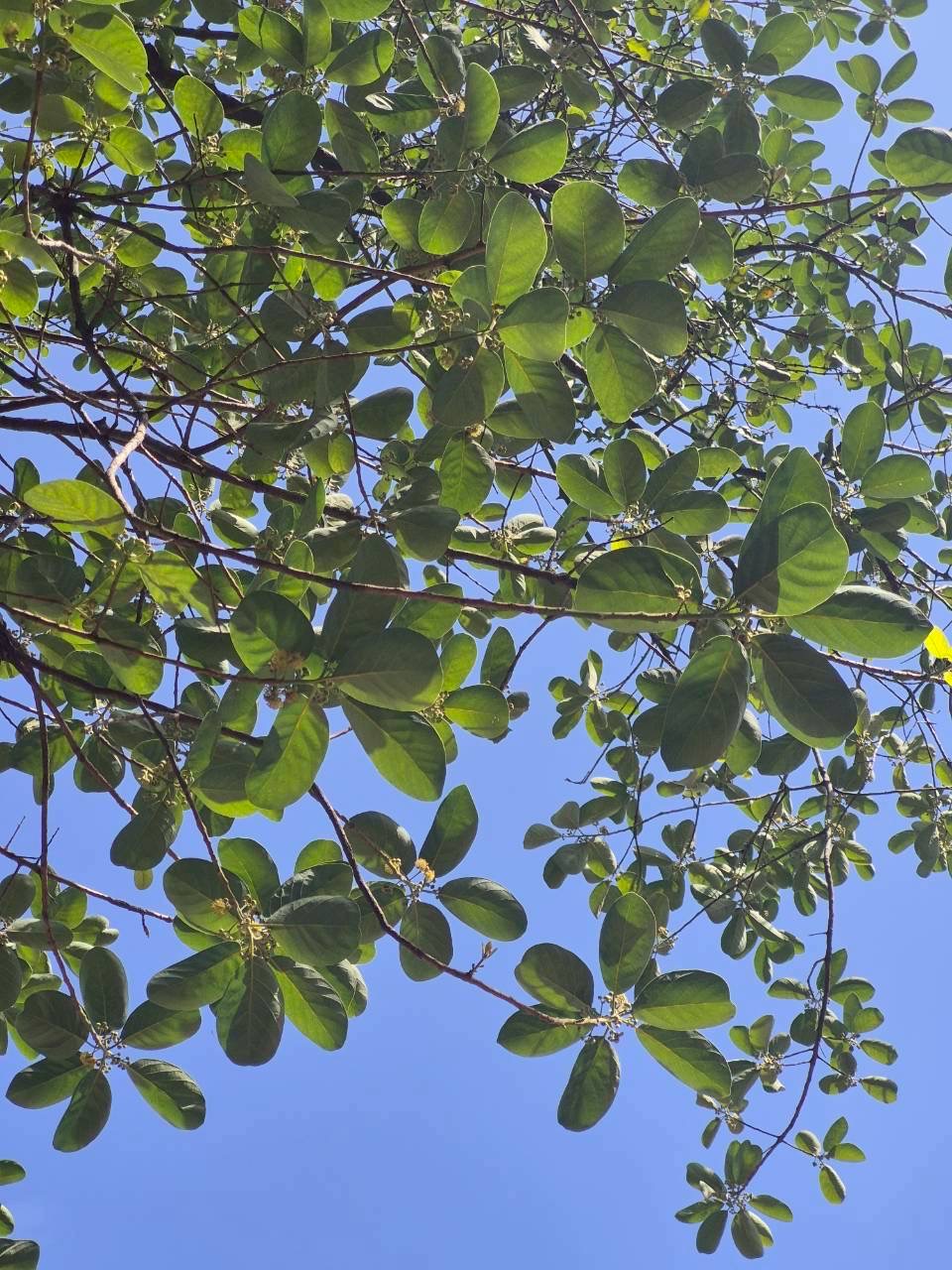 หมีเหม็น (leaf)