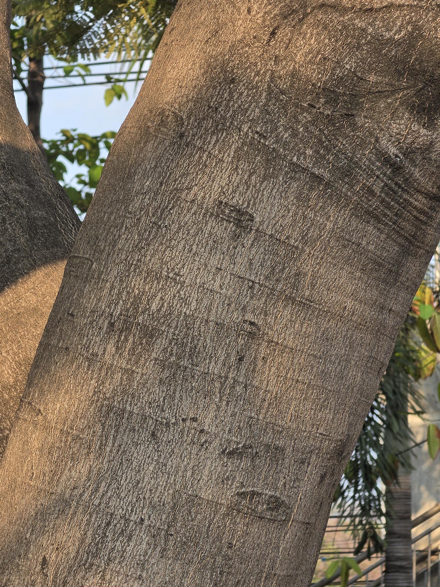 หางนกยูงฝรั่ง (trunk)