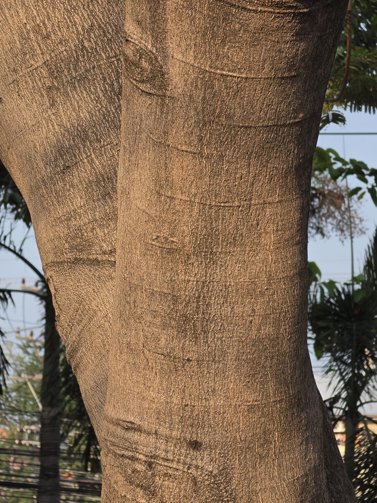 หางนกยูงฝรั่ง (trunk)