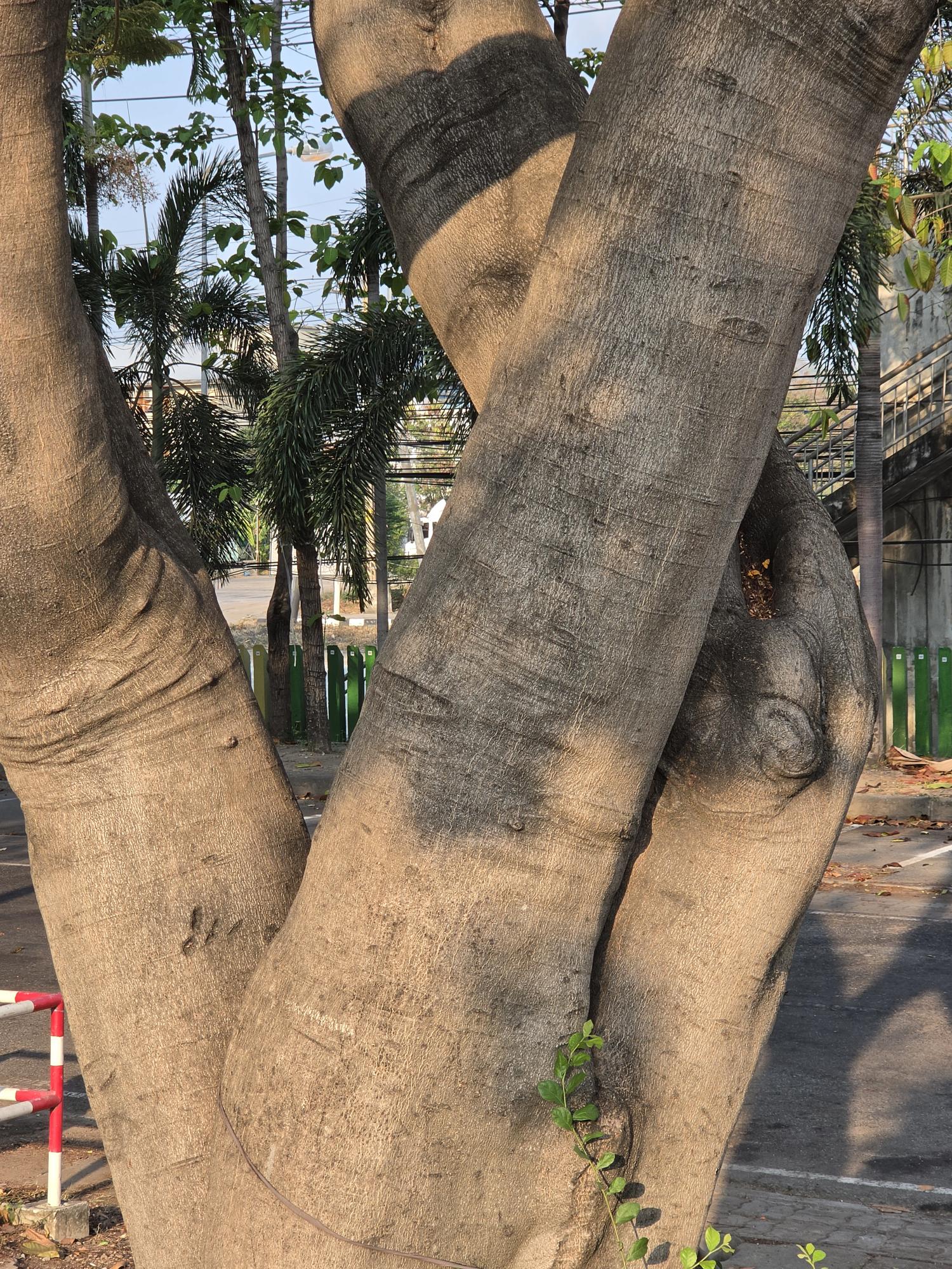 หางนกยูงฝรั่ง (trunk)