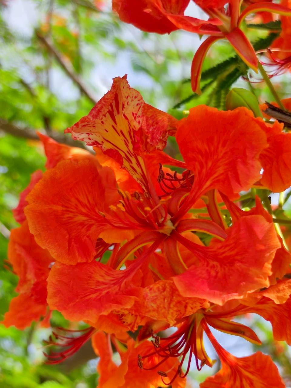 หางนกยูงฝรั่ง (flower)