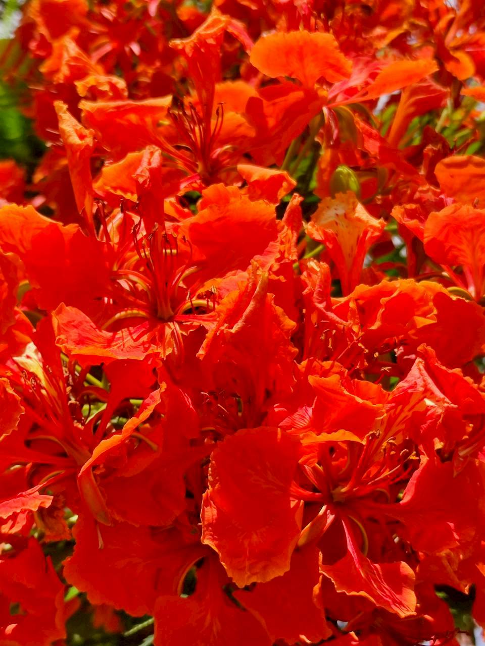 หางนกยูงฝรั่ง (flower)