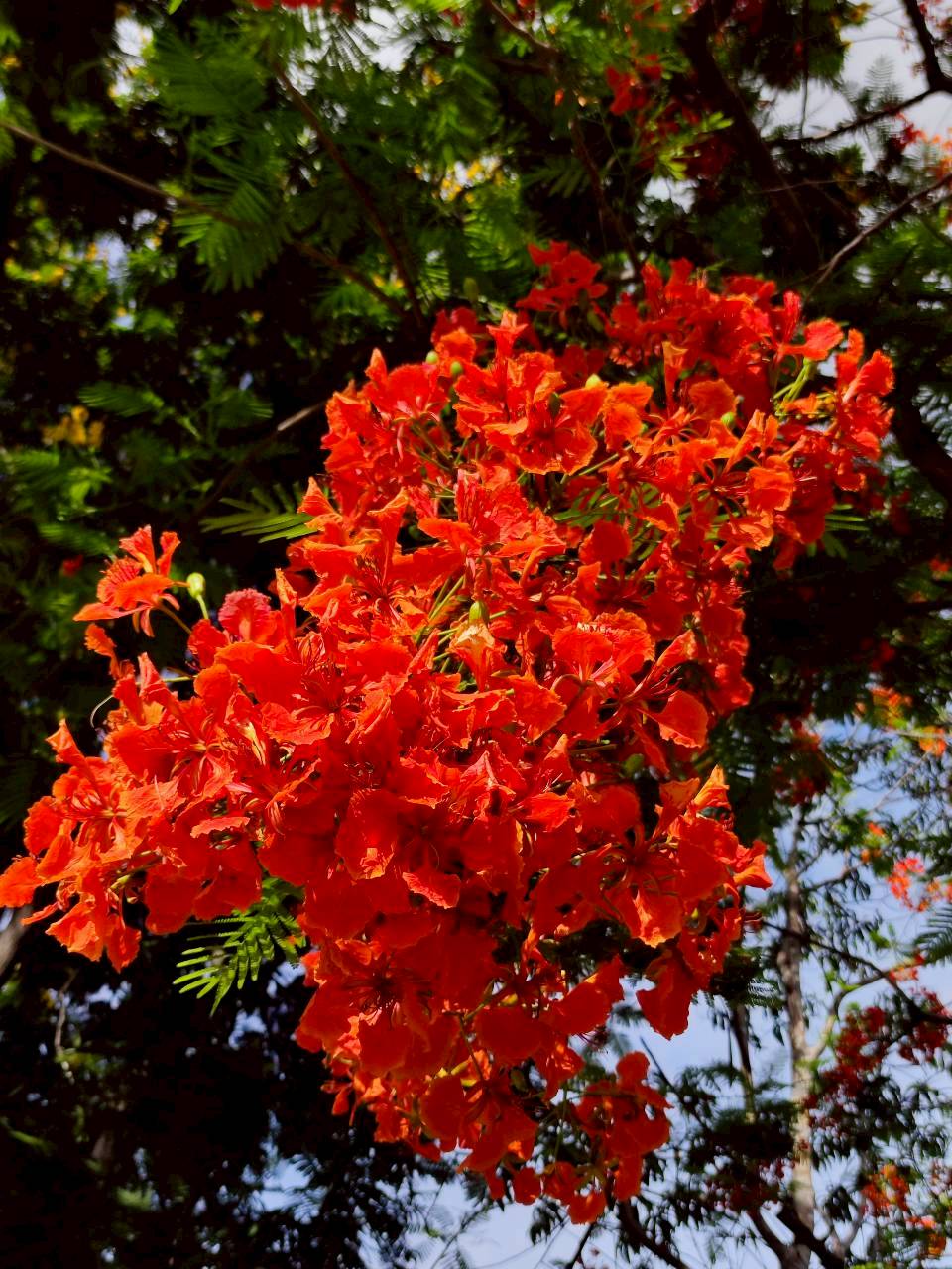 หางนกยูงฝรั่ง (flower)