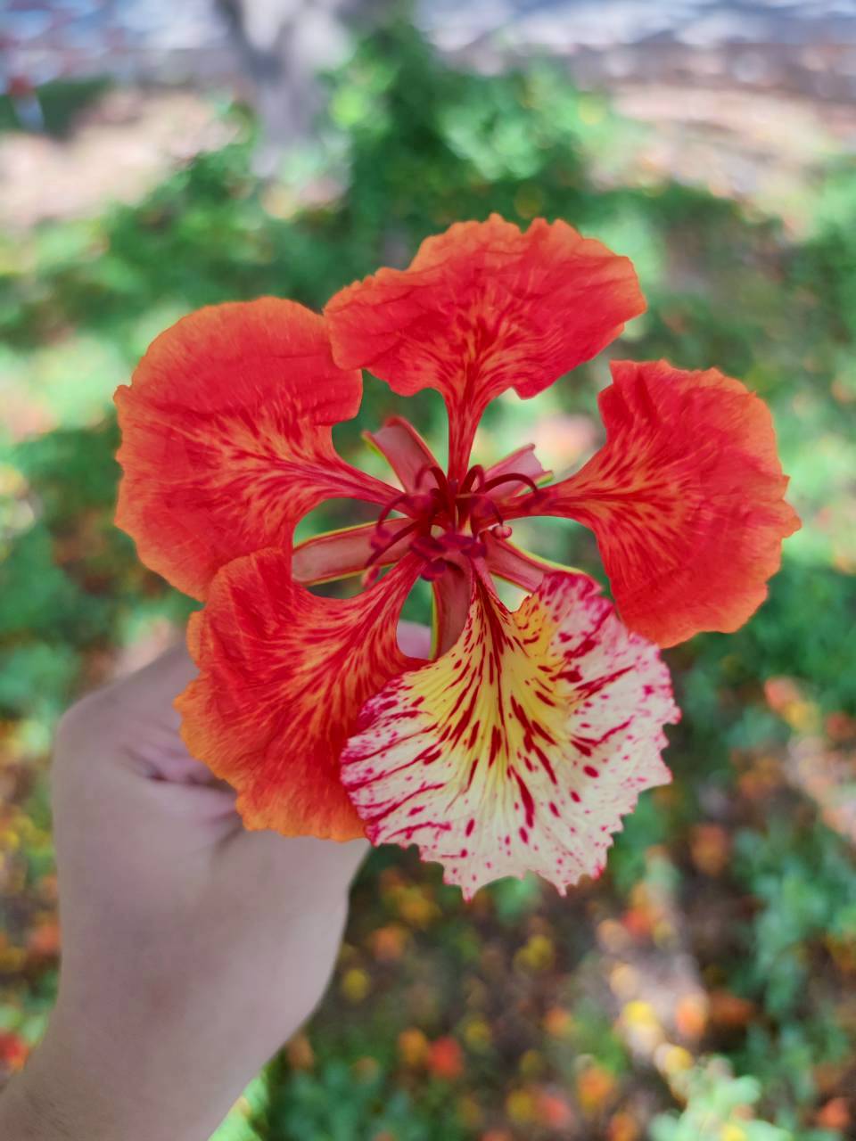 หางนกยูงฝรั่ง (flower)