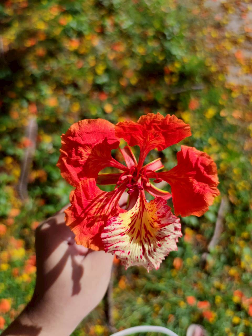 หางนกยูงฝรั่ง (flower)