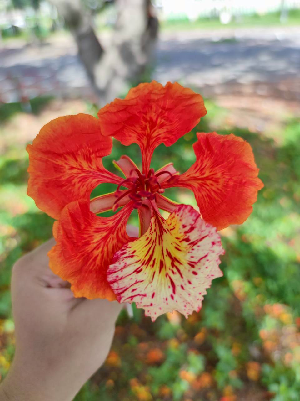 หางนกยูงฝรั่ง (flower)