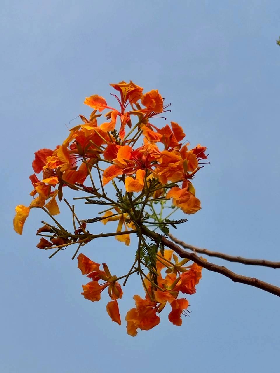 หางนกยูงฝรั่ง (flower)