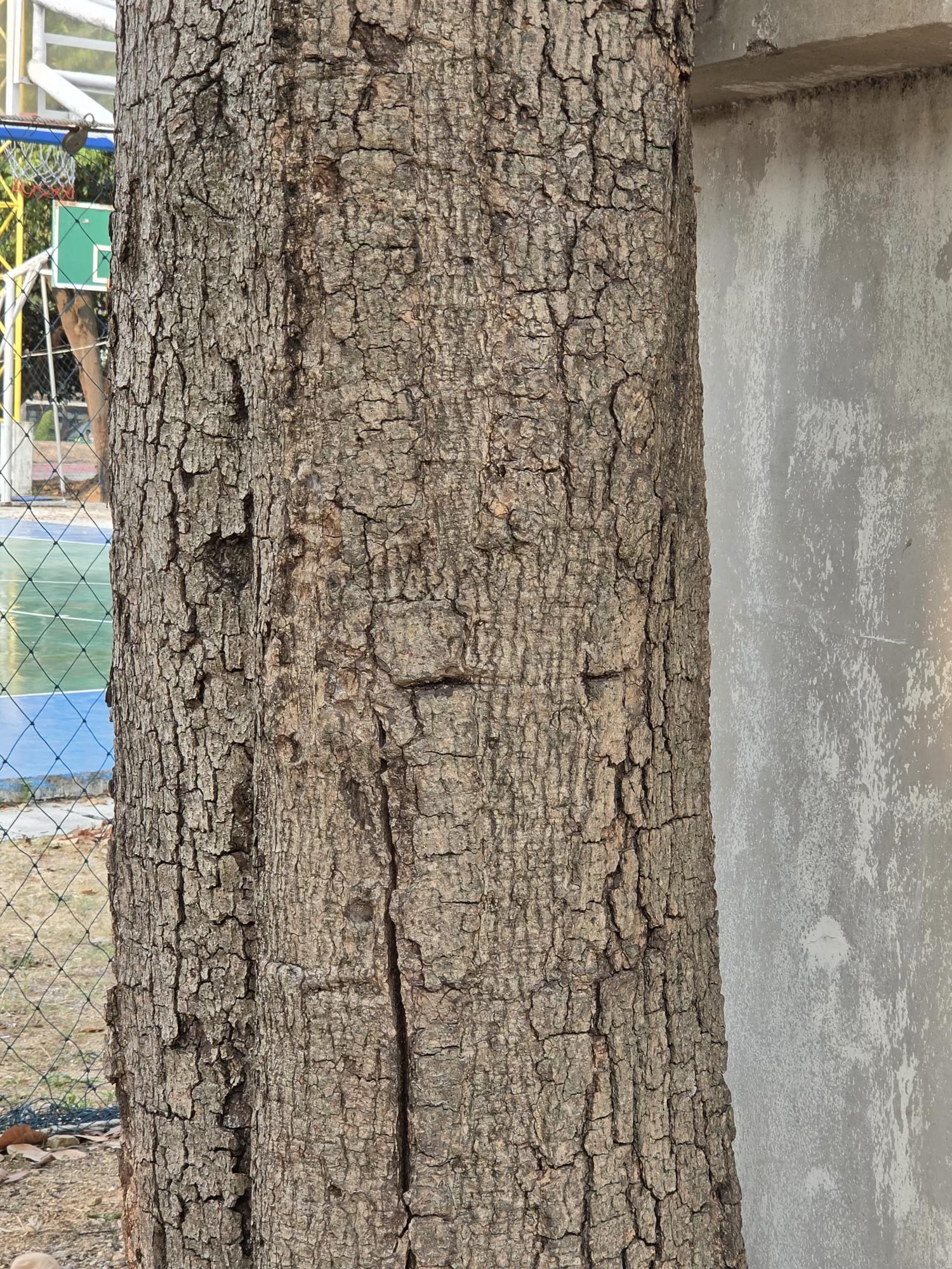 หมีเหม็น (trunk)