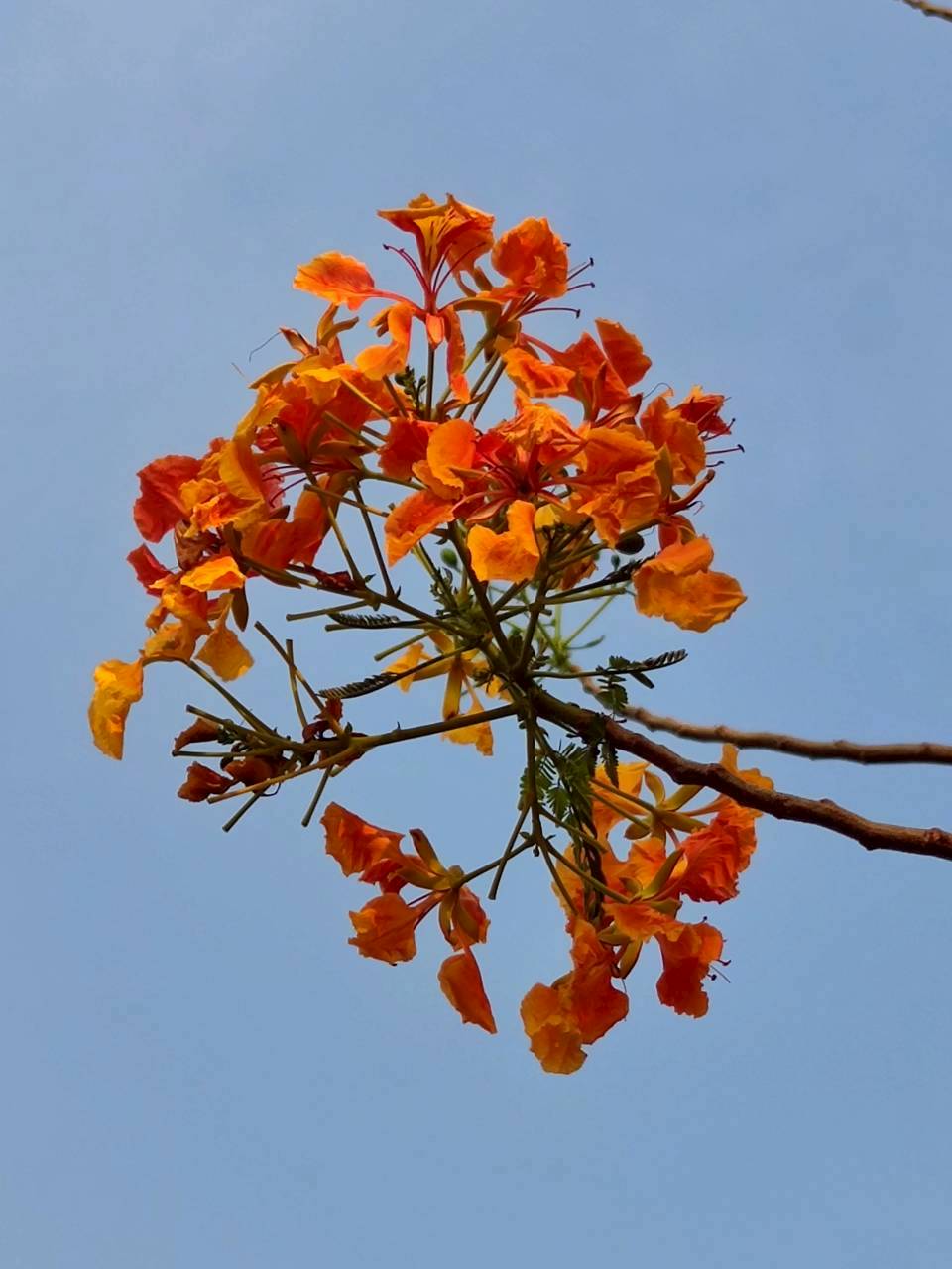 หางนกยูงฝรั่ง (flower)