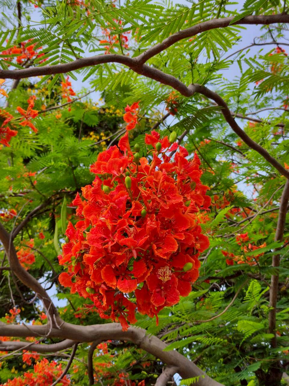 หางนกยูงฝรั่ง (flower)