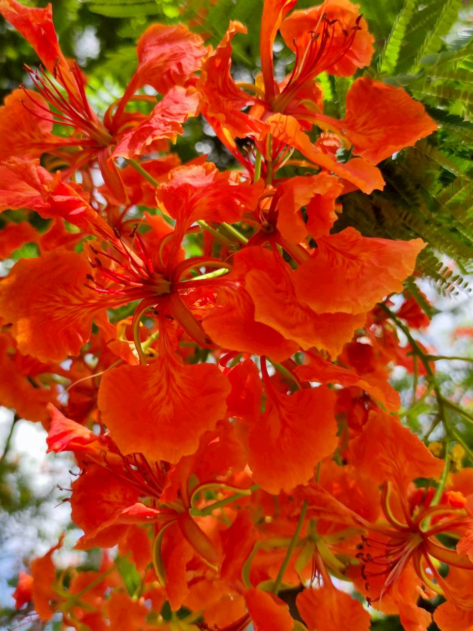หางนกยูงฝรั่ง (flower)