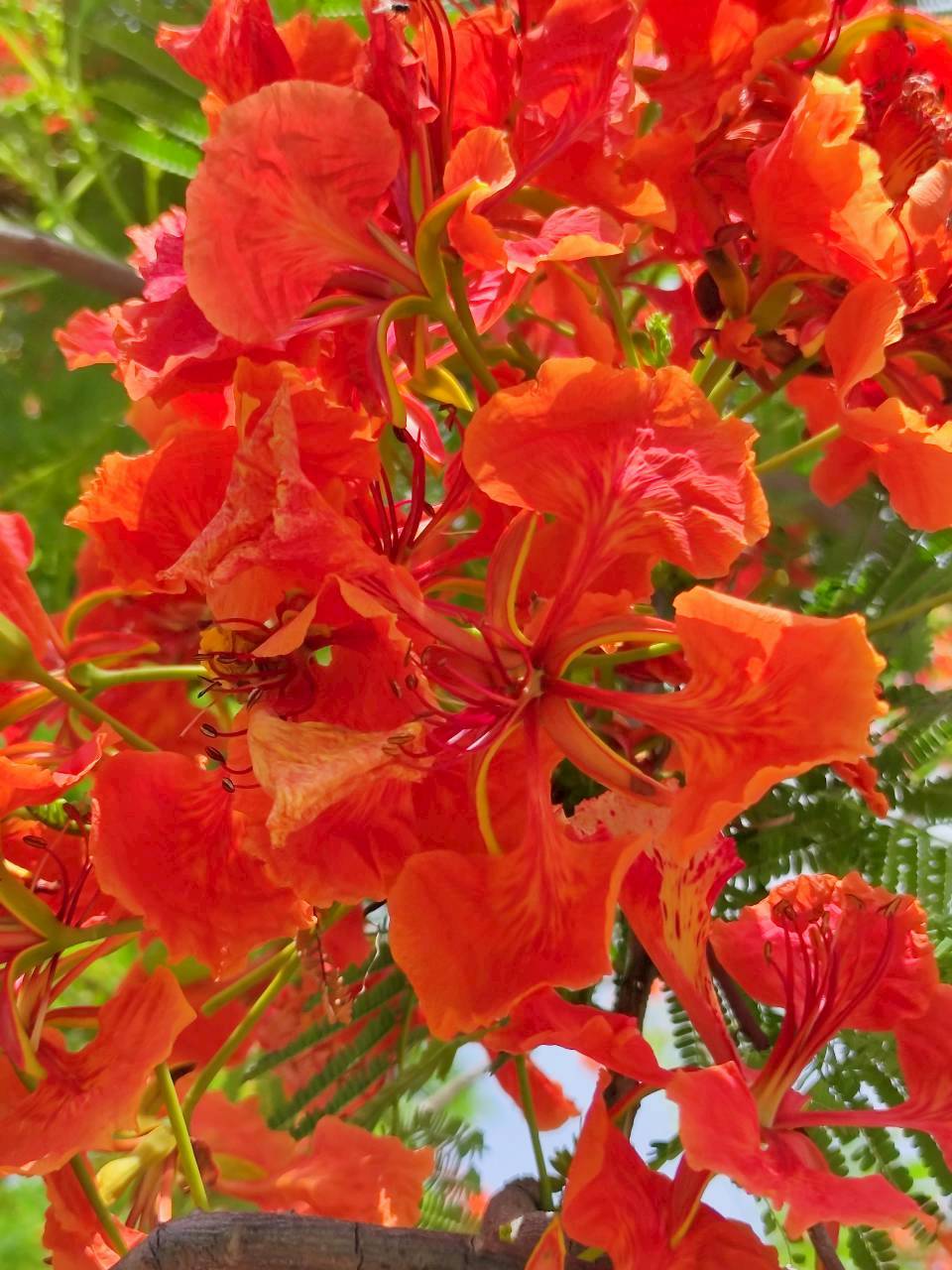 หางนกยูงฝรั่ง (flower)