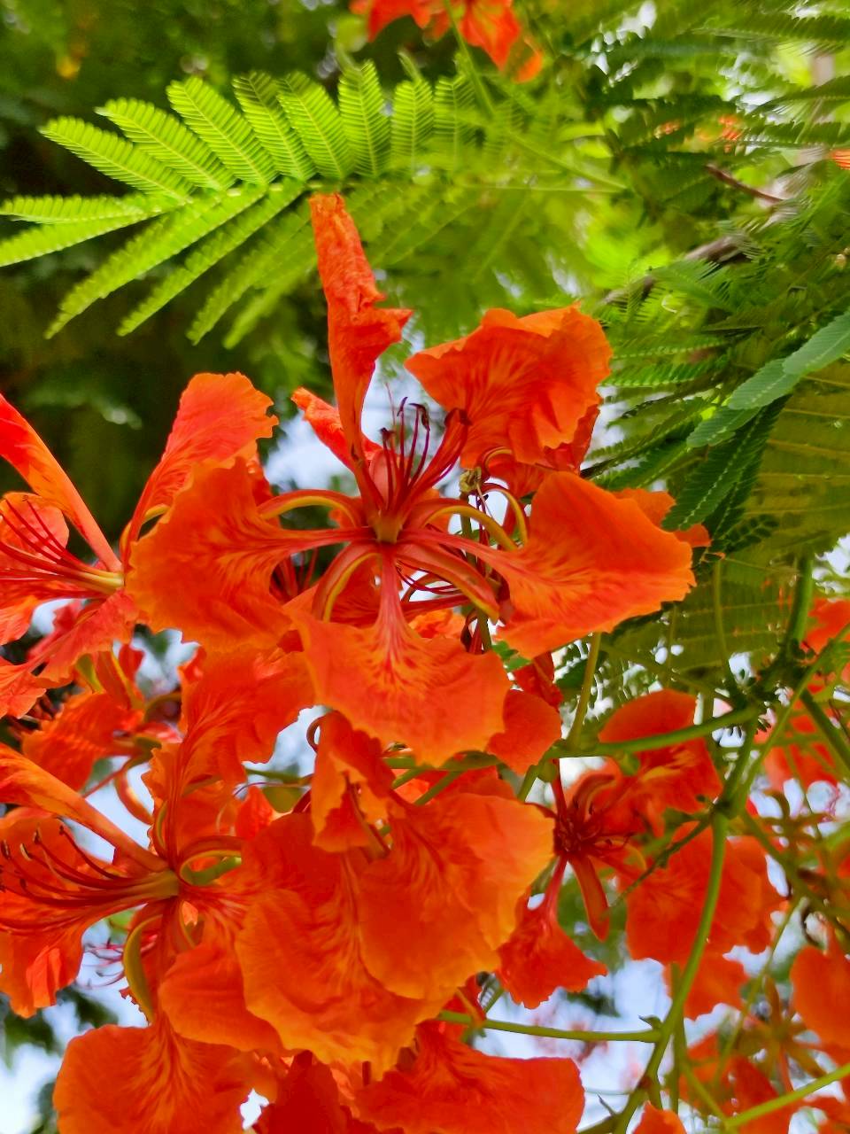 หางนกยูงฝรั่ง (flower)