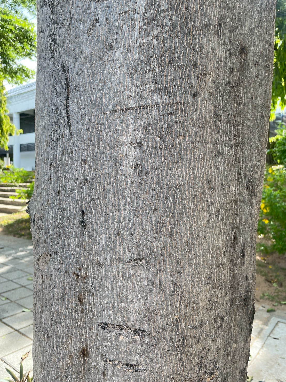 หูกระจง (trunk)