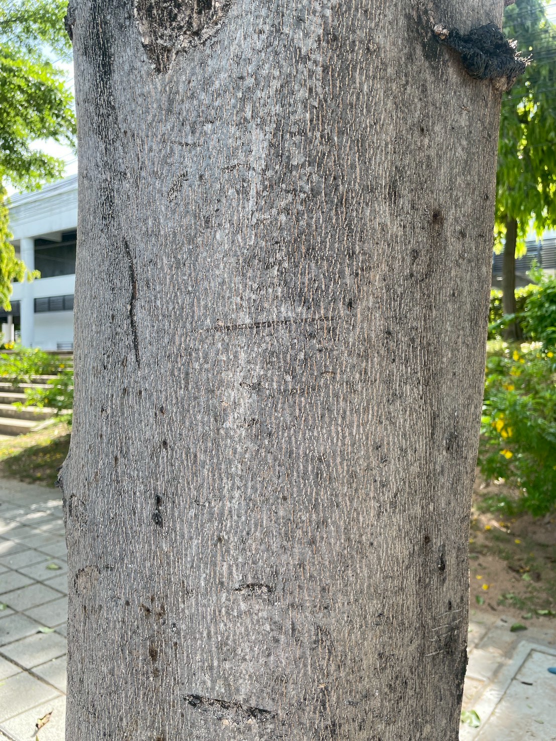 หูกระจง (trunk)