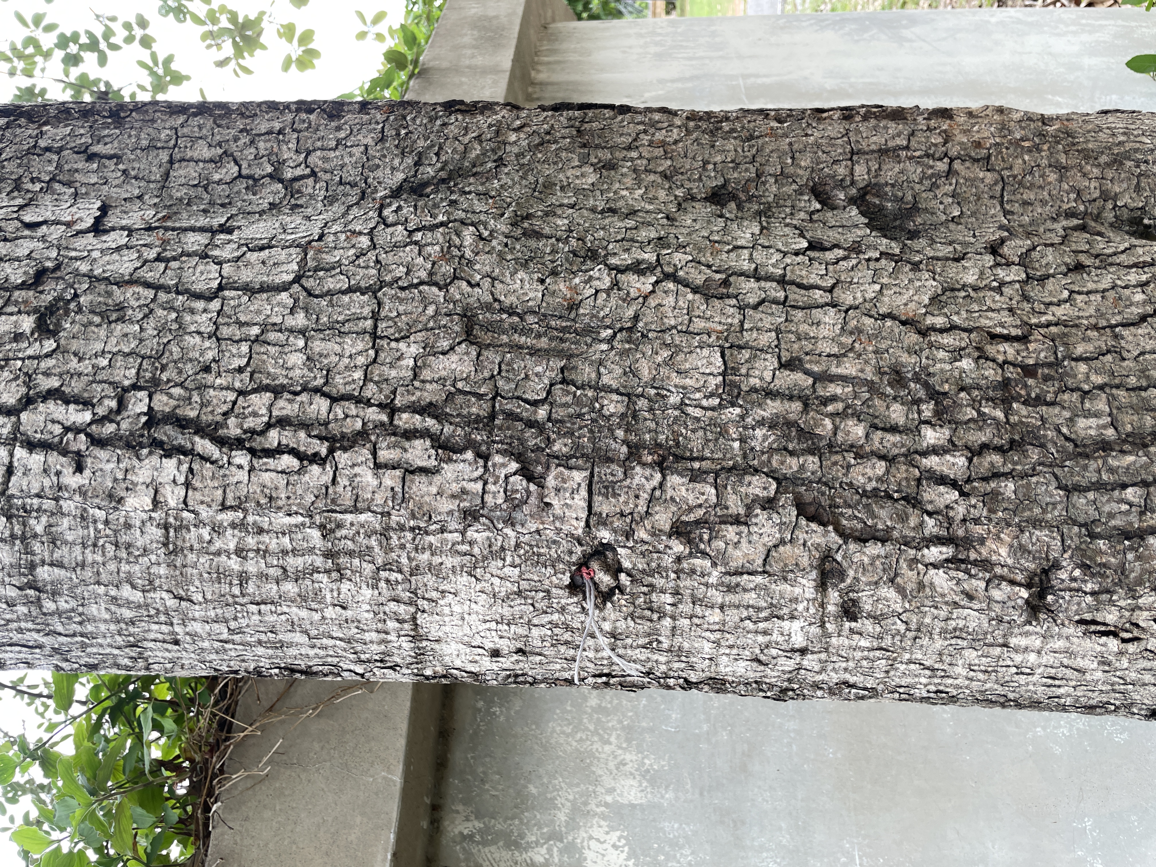 หมีเหม็น (trunk)