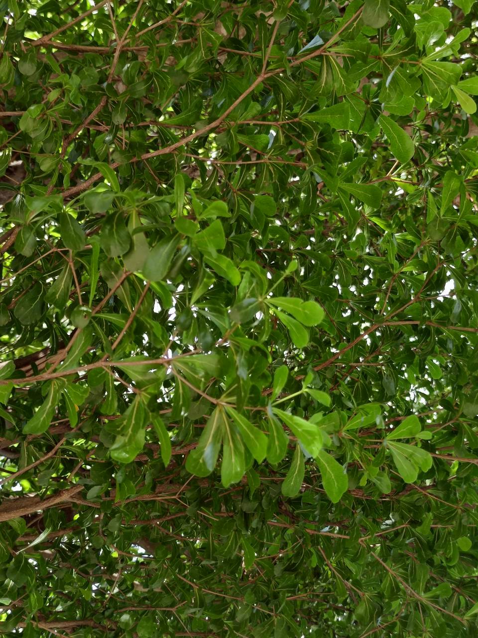 หูกระจง (leaf)