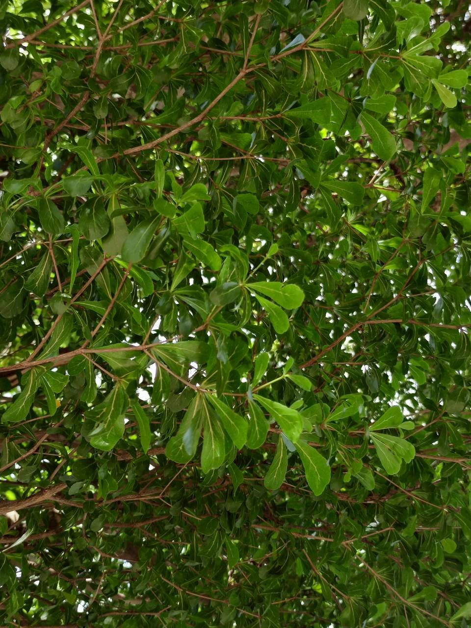หูกระจง (leaf)