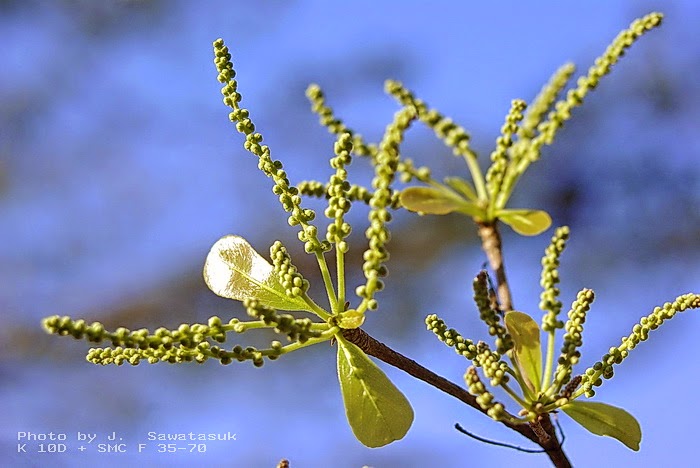 หูกระจง (flower)