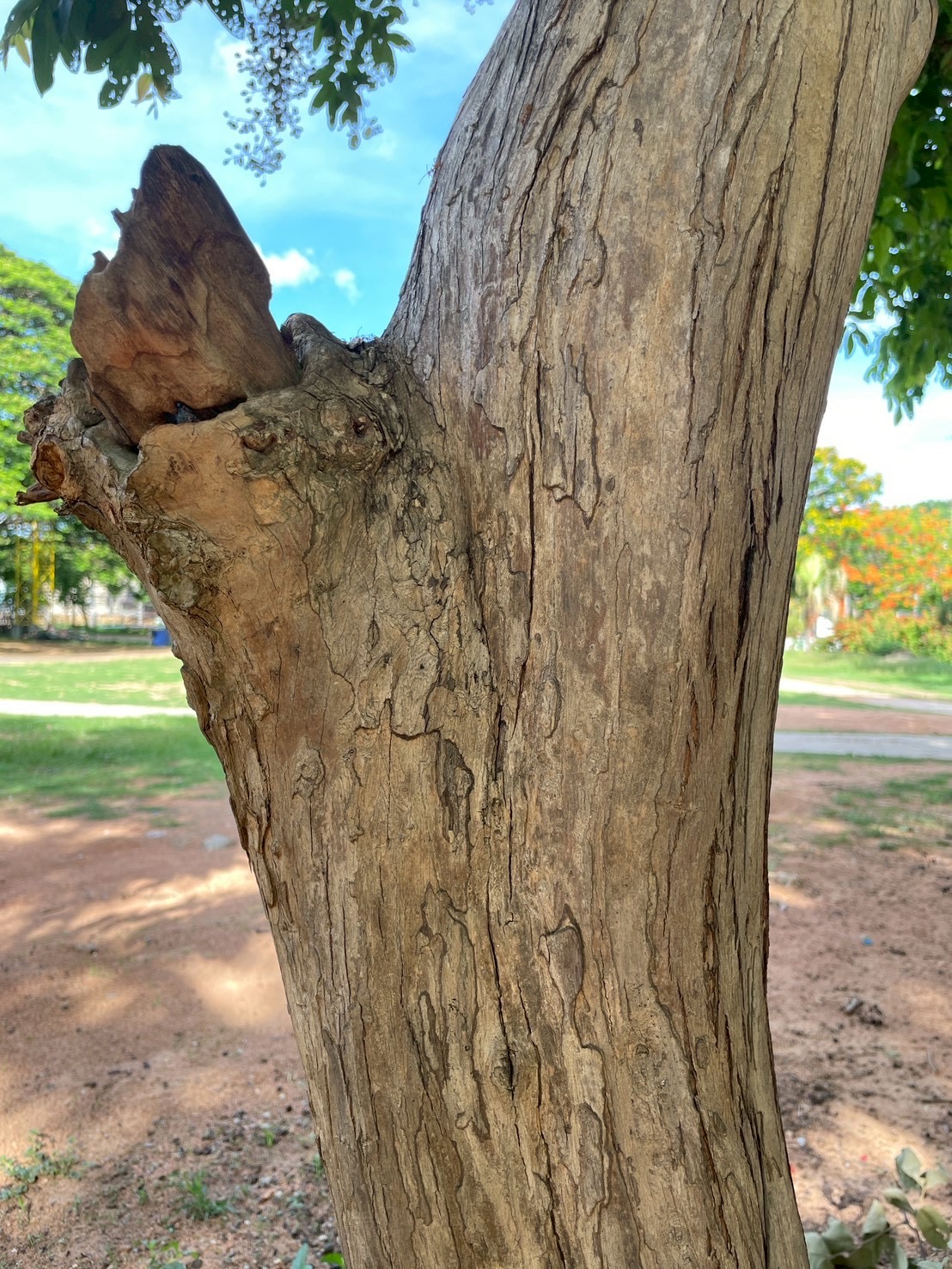 อินทนิลบก (trunk)