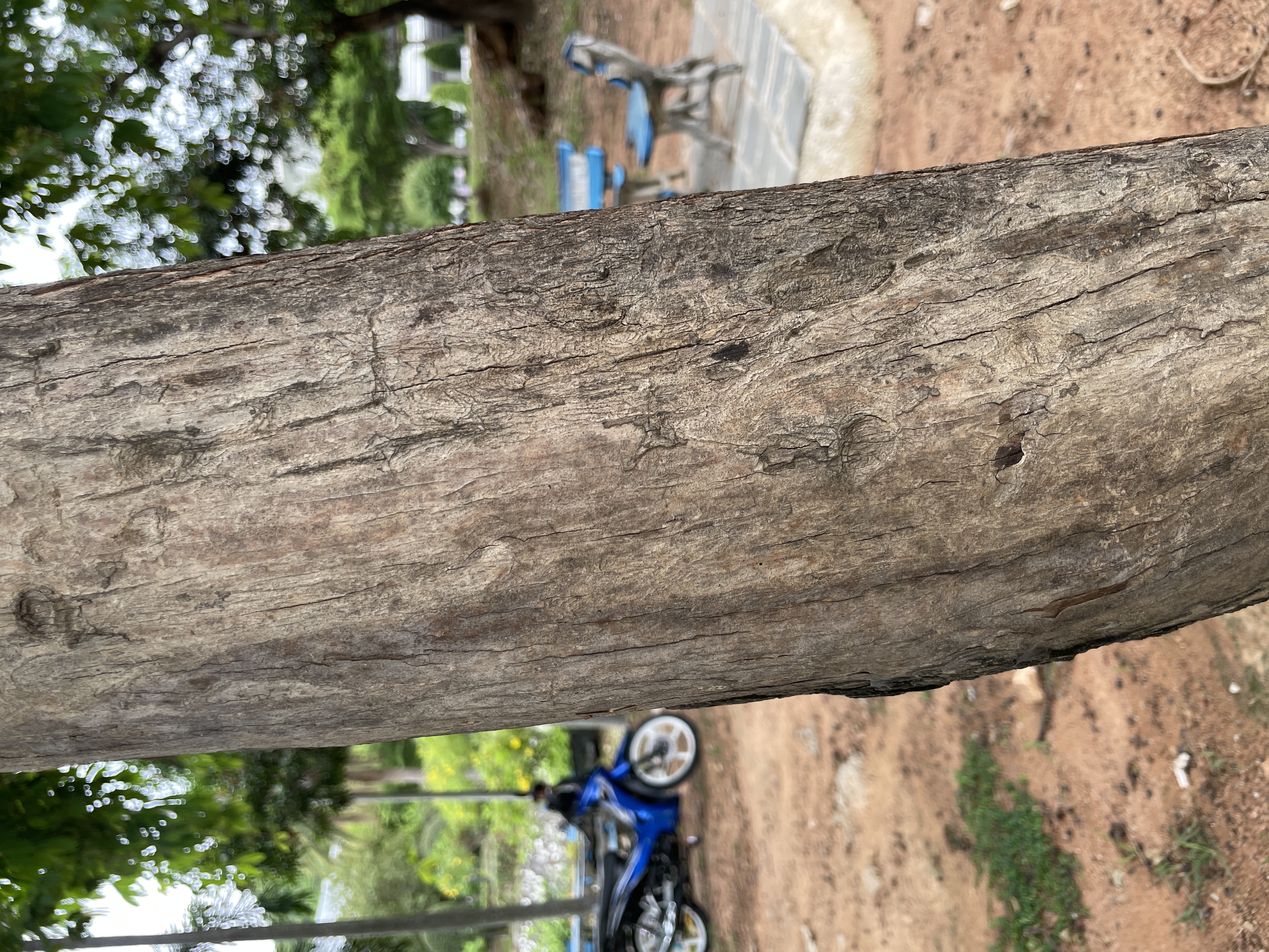 อินทนิลบก (trunk)