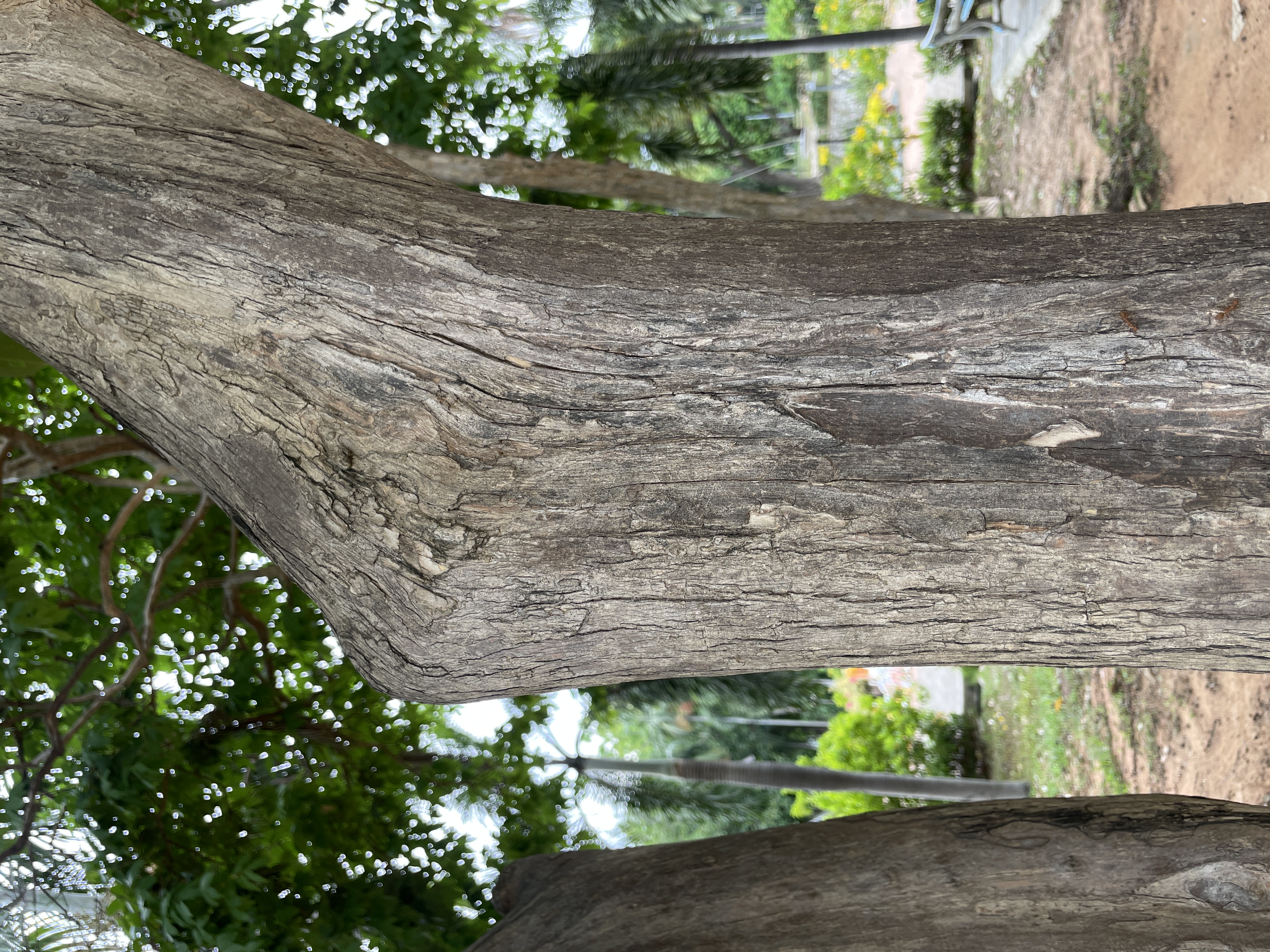 อินทนิลบก (trunk)