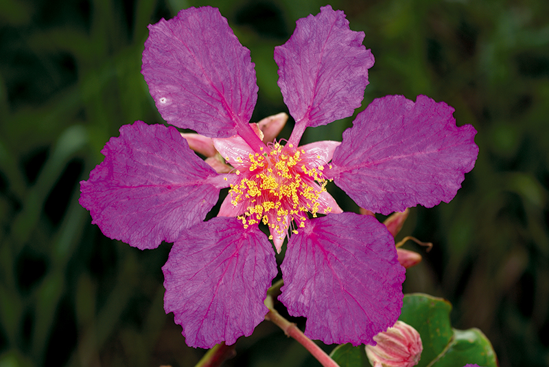 อินทนิลบก (flower)