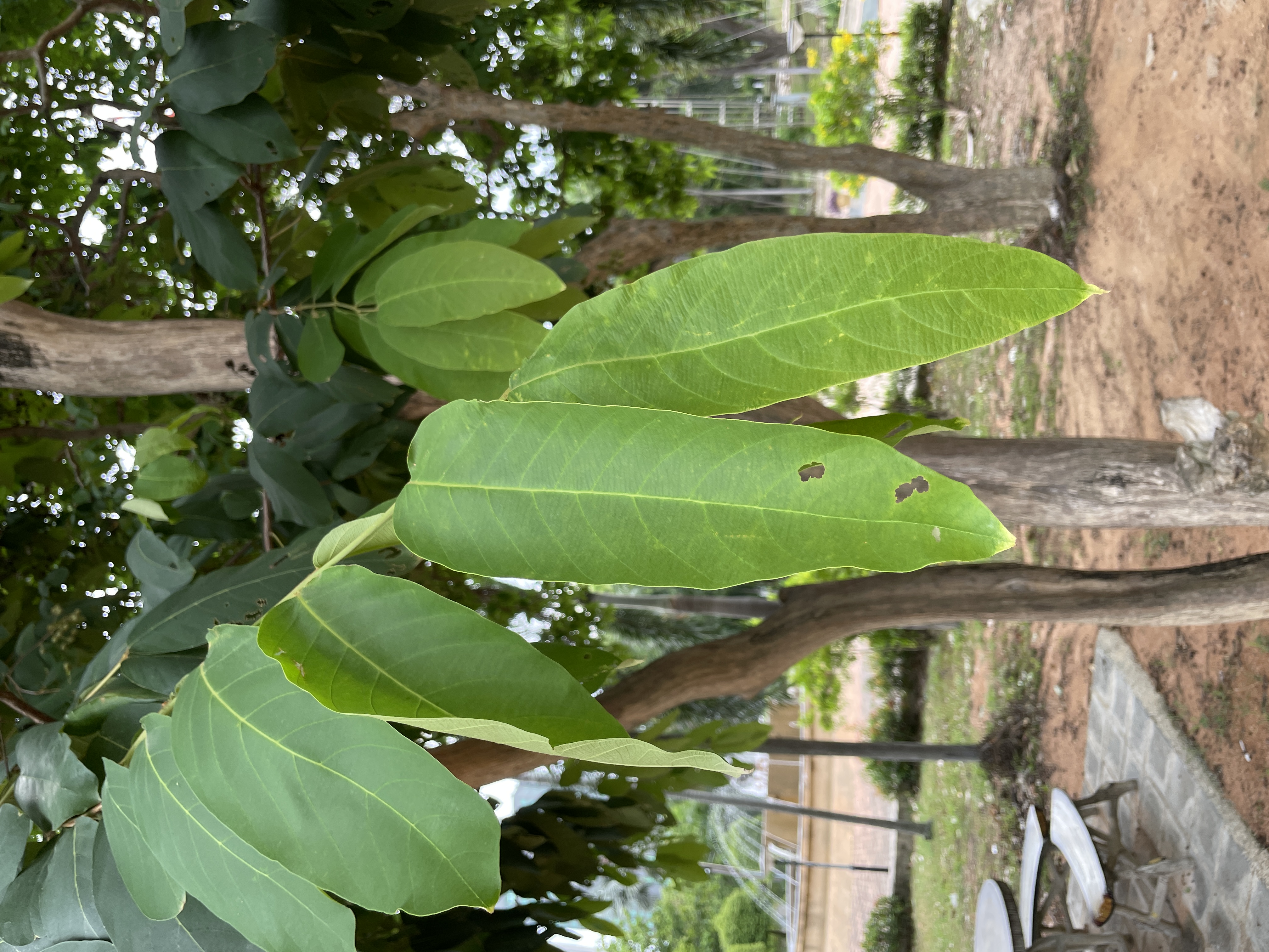 อินทนิลบก (leaf)
