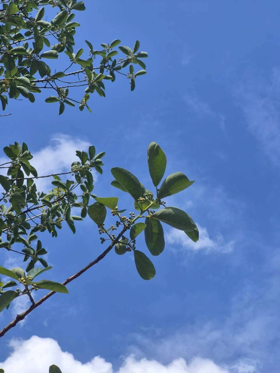 หมีเหม็น (fruit)