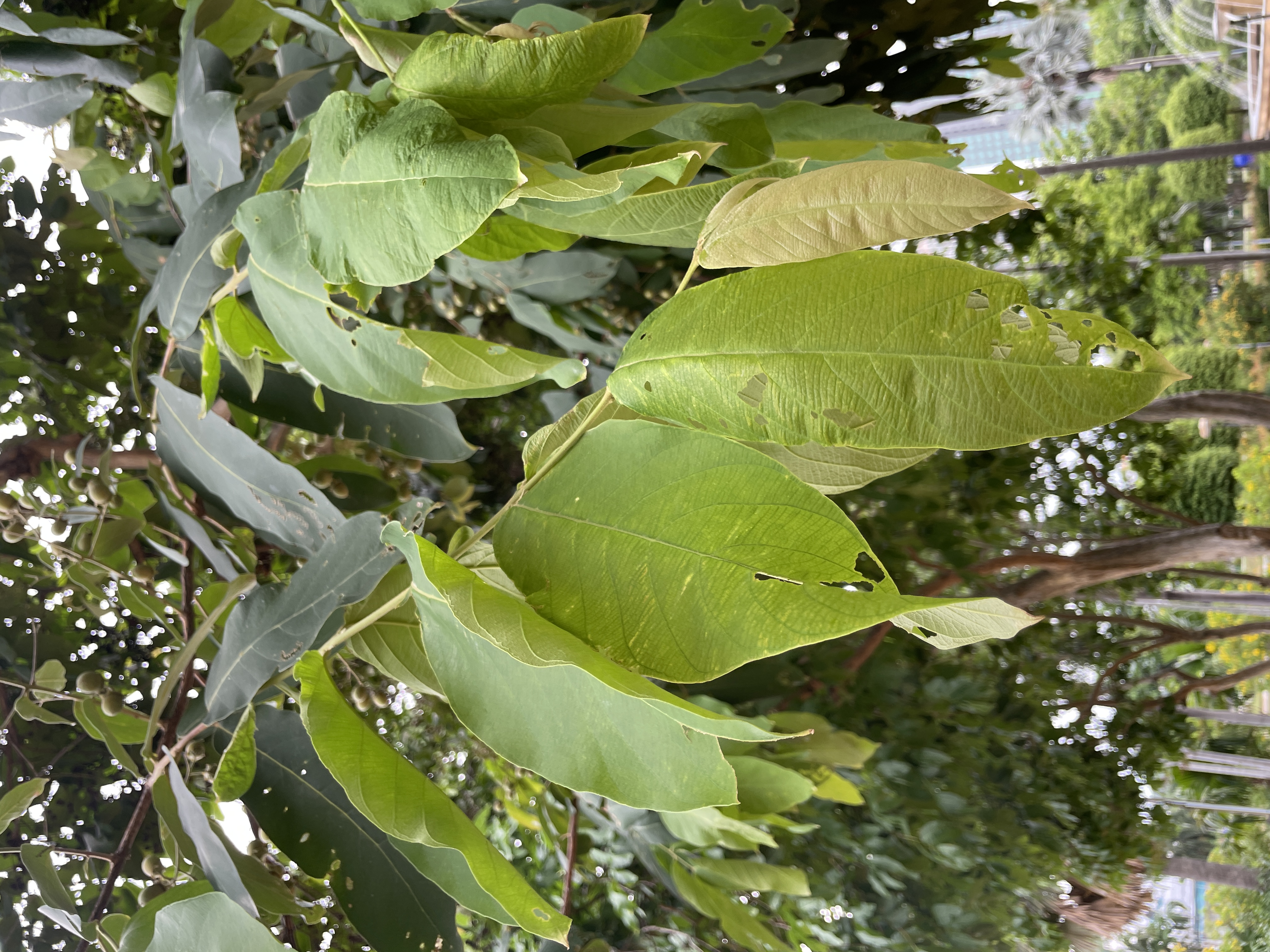 อินทนิลบก (leaf)