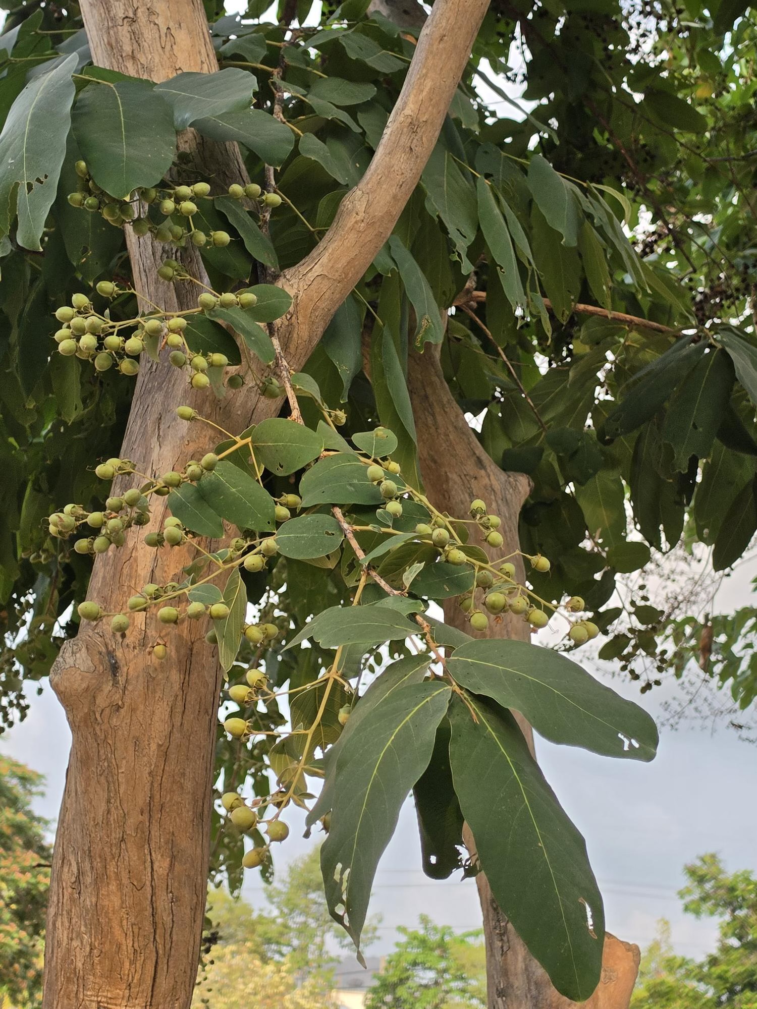 อินทนิลบก (leaf)
