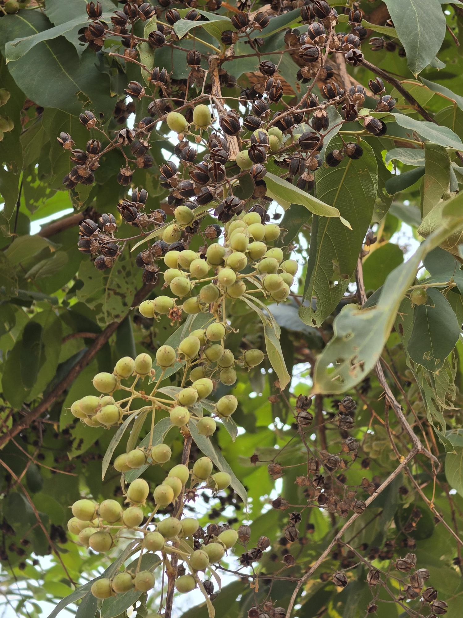 อินทนิลบก (fruit)