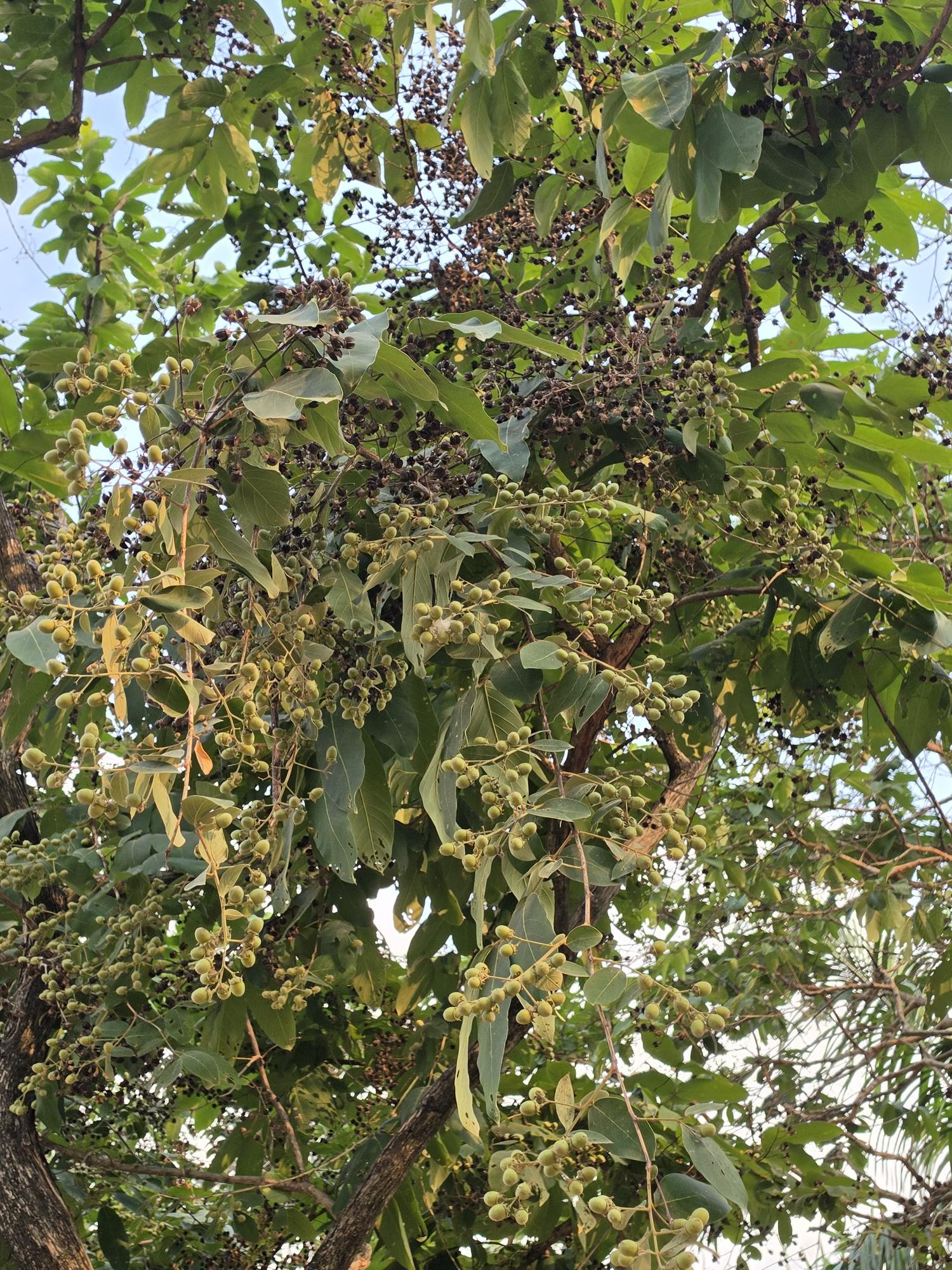 อินทนิลบก (fruit)