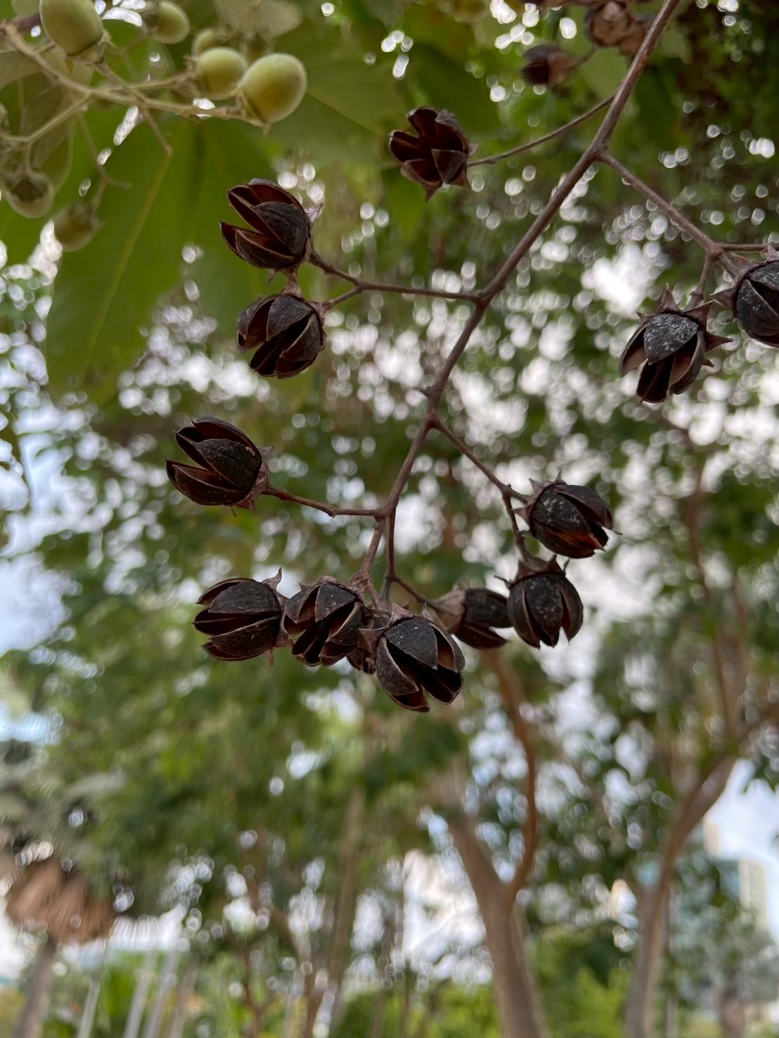อินทนิลบก (fruit)