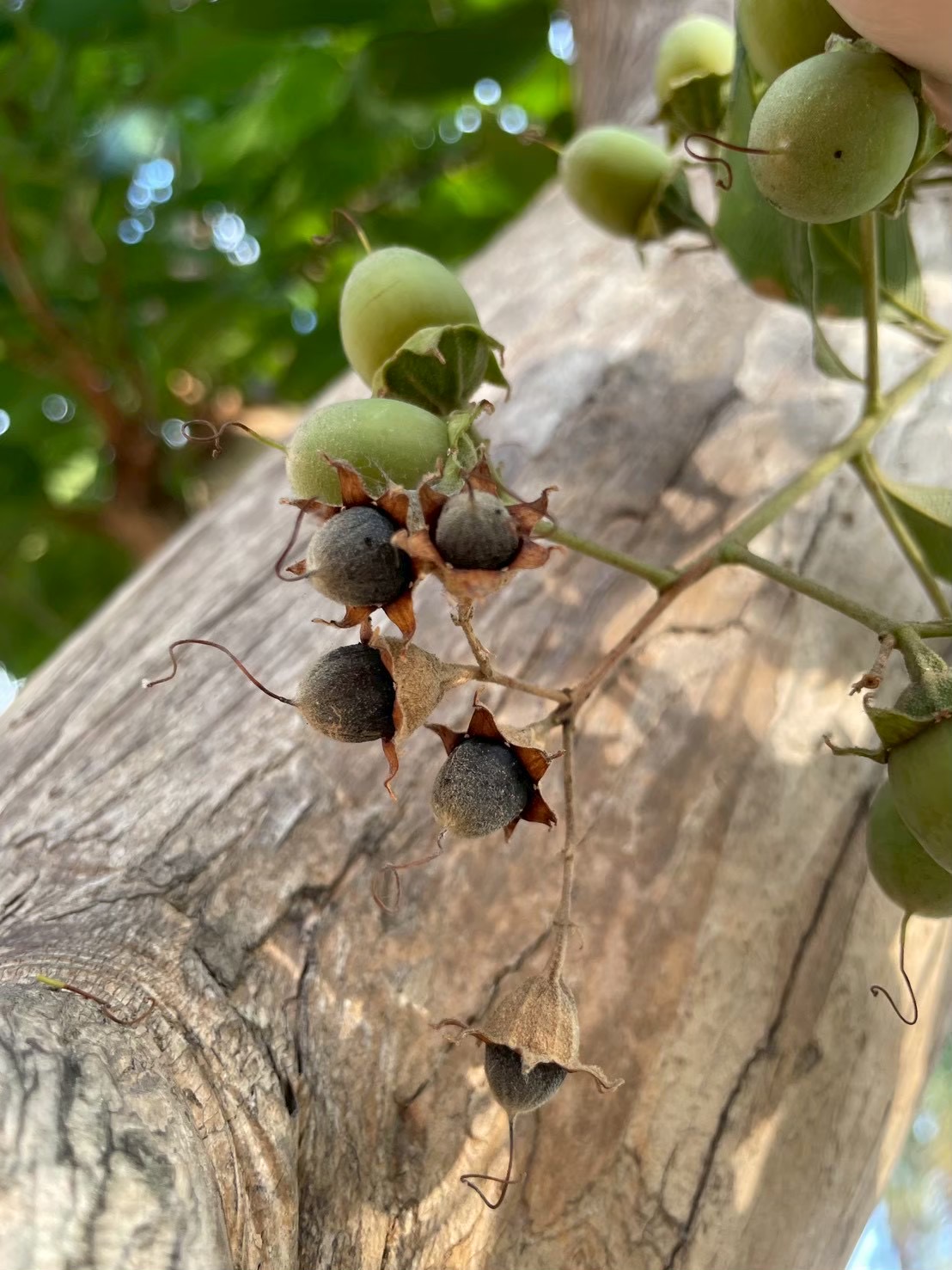 อินทนิลบก (fruit)