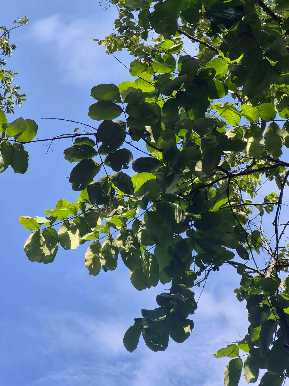 อินทนิลน้ำ (leaf)