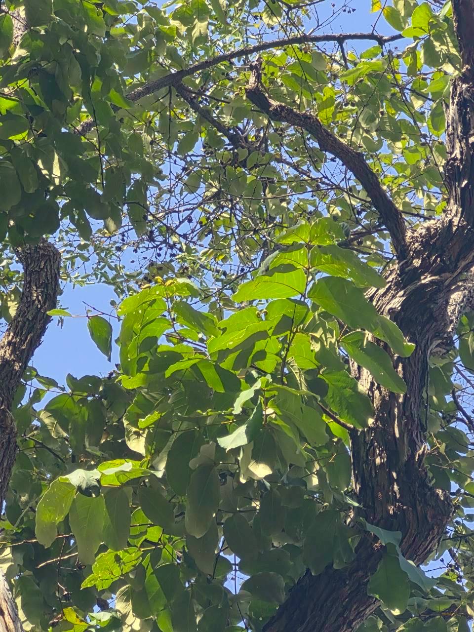 อินทนิลน้ำ (leaf)