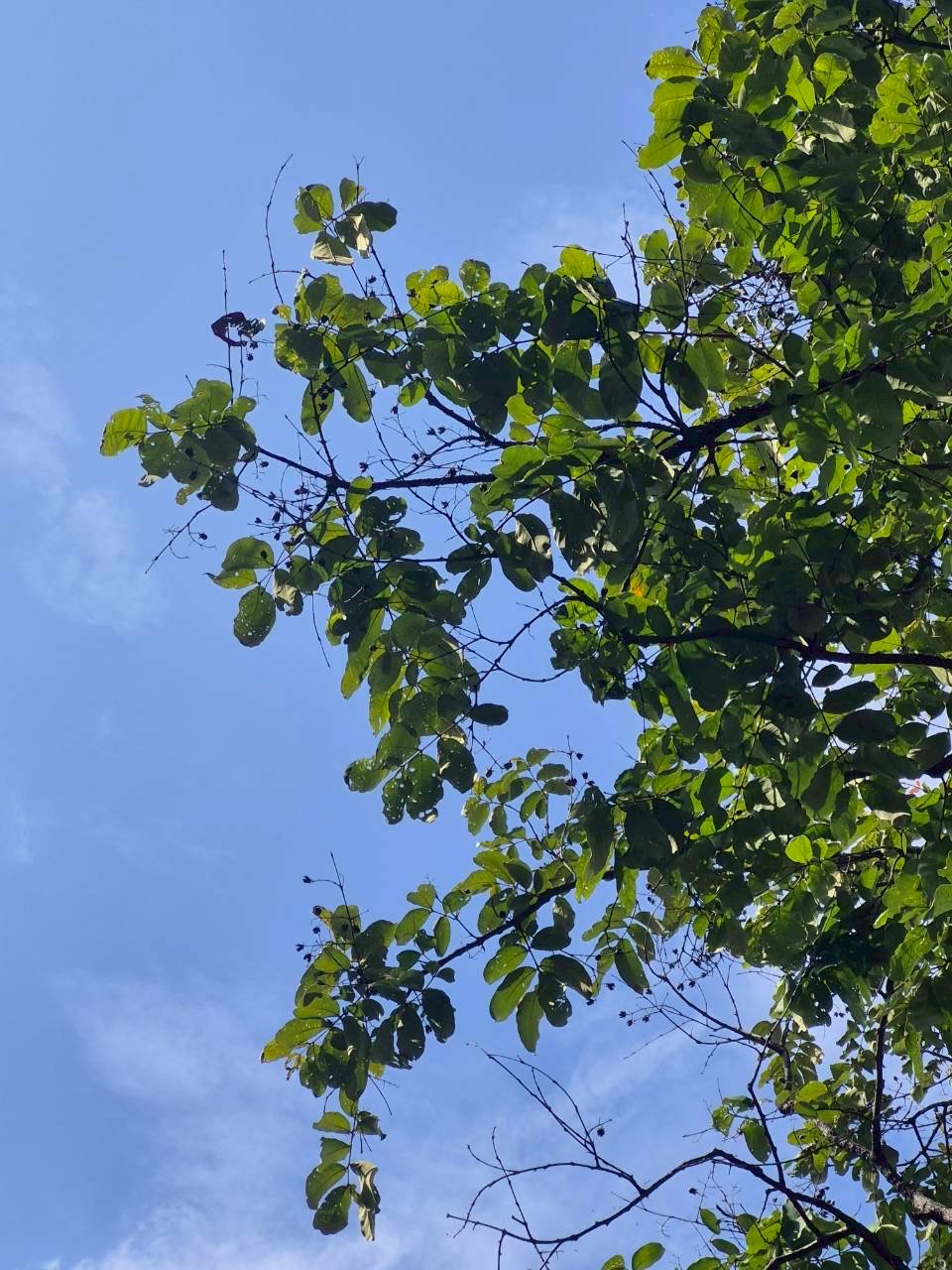 อินทนิลน้ำ (leaf)