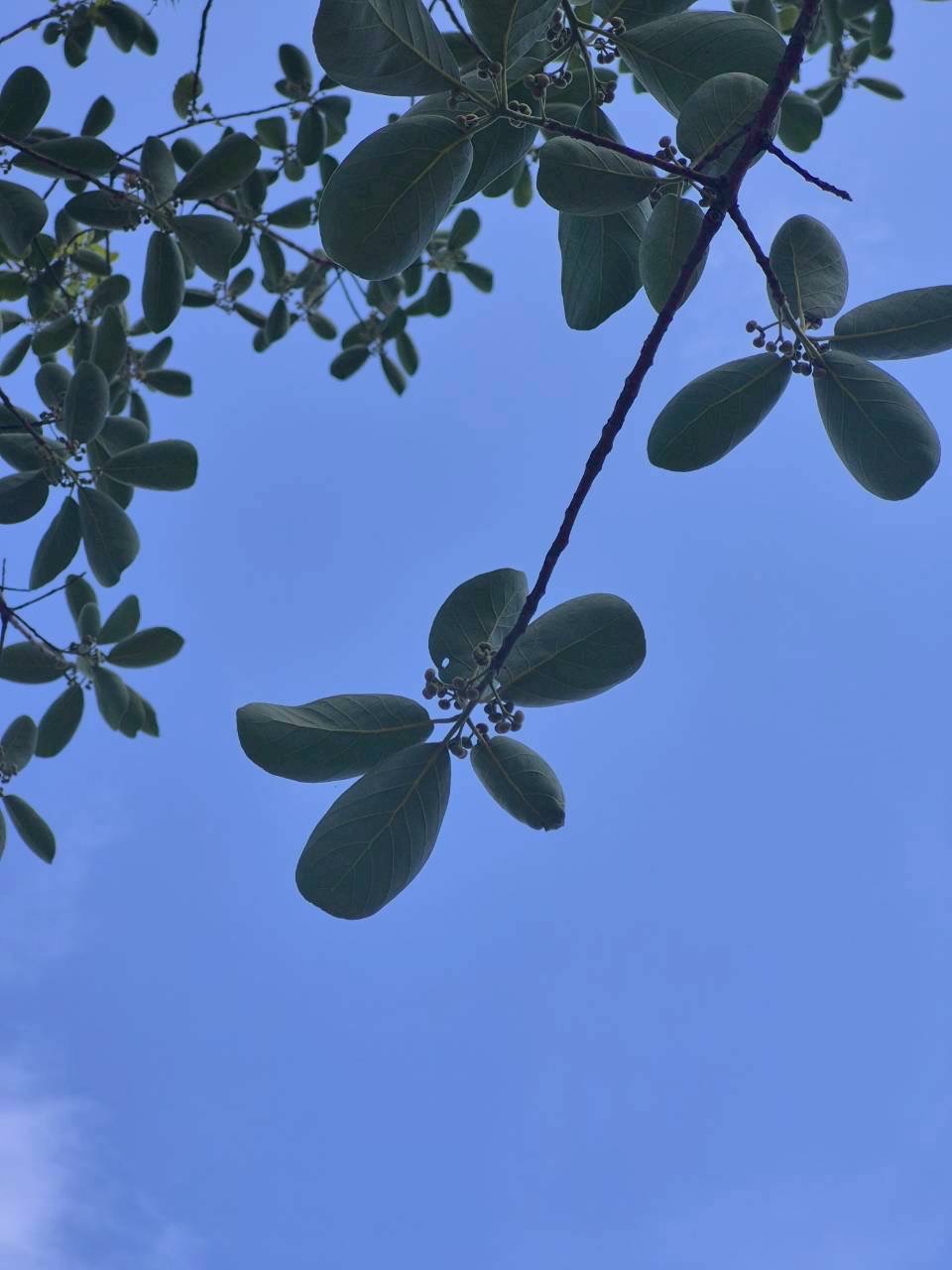 หมีเหม็น (fruit)