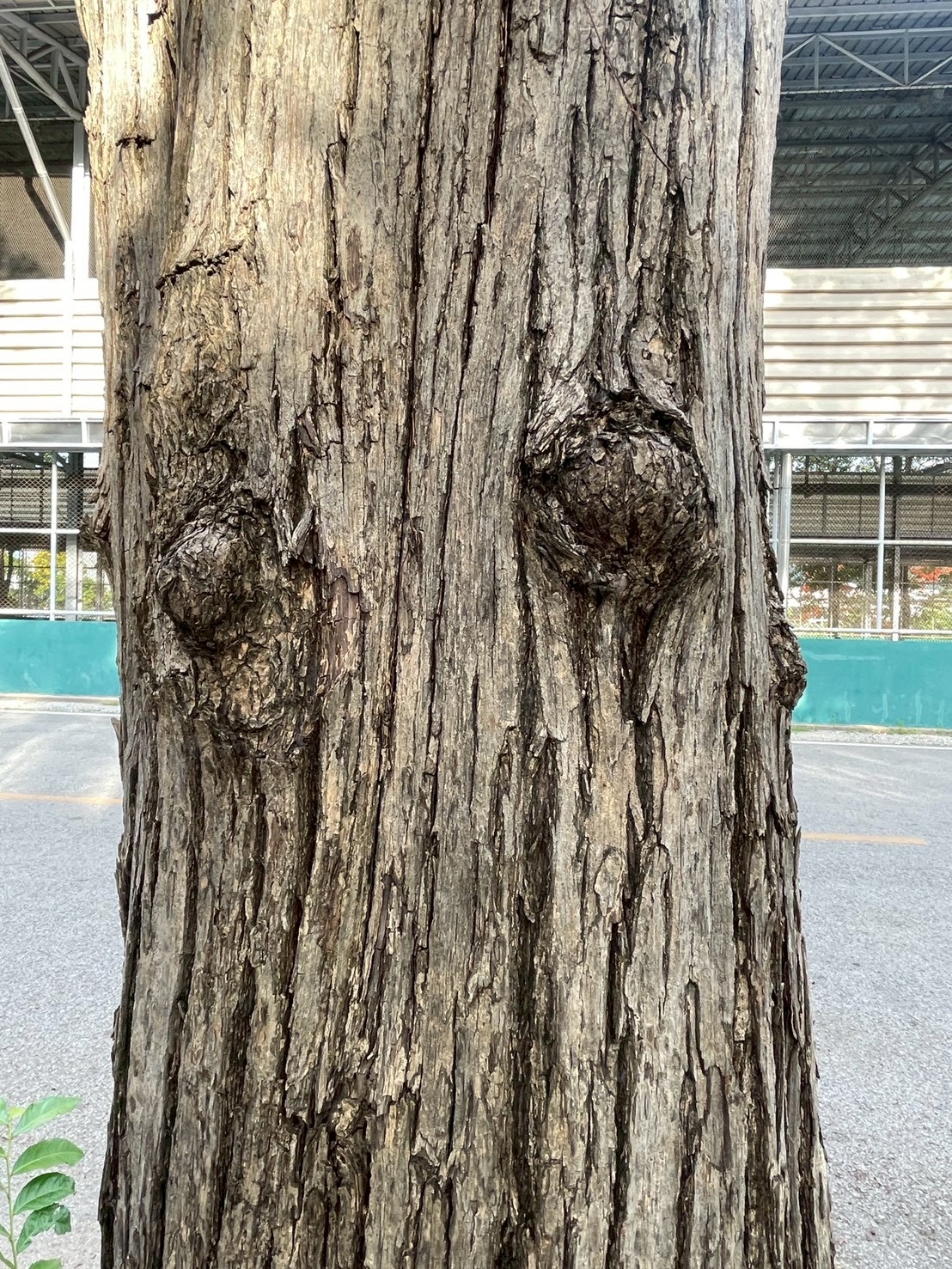 อินทนิลน้ำ (trunk)