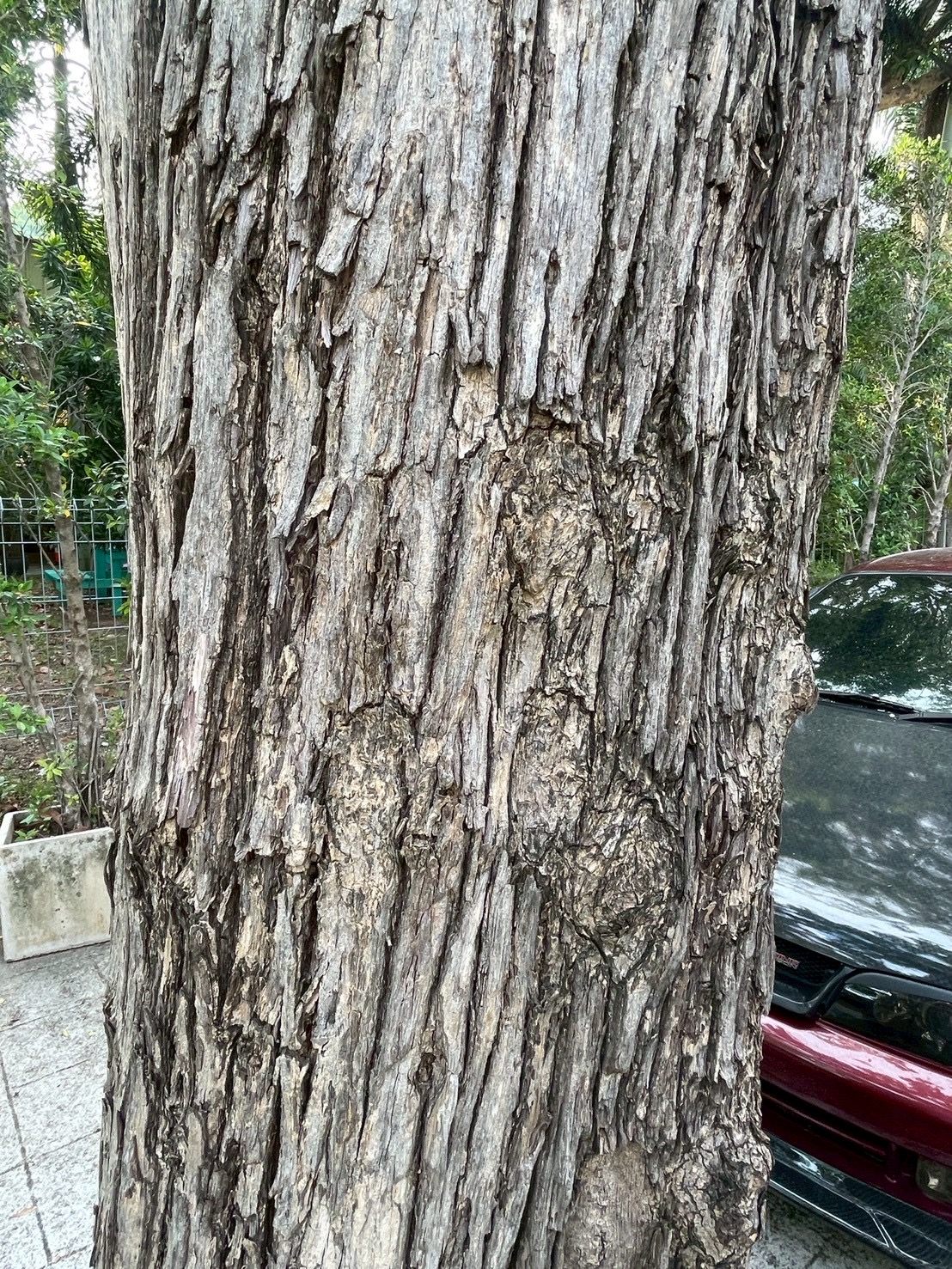 อินทนิลน้ำ (trunk)