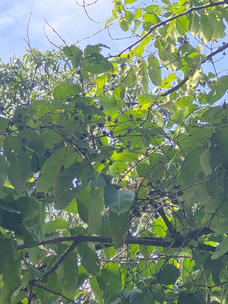 อินทนิลน้ำ (fruit)