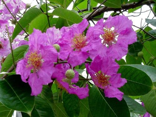 อินทนิลน้ำ (flower)