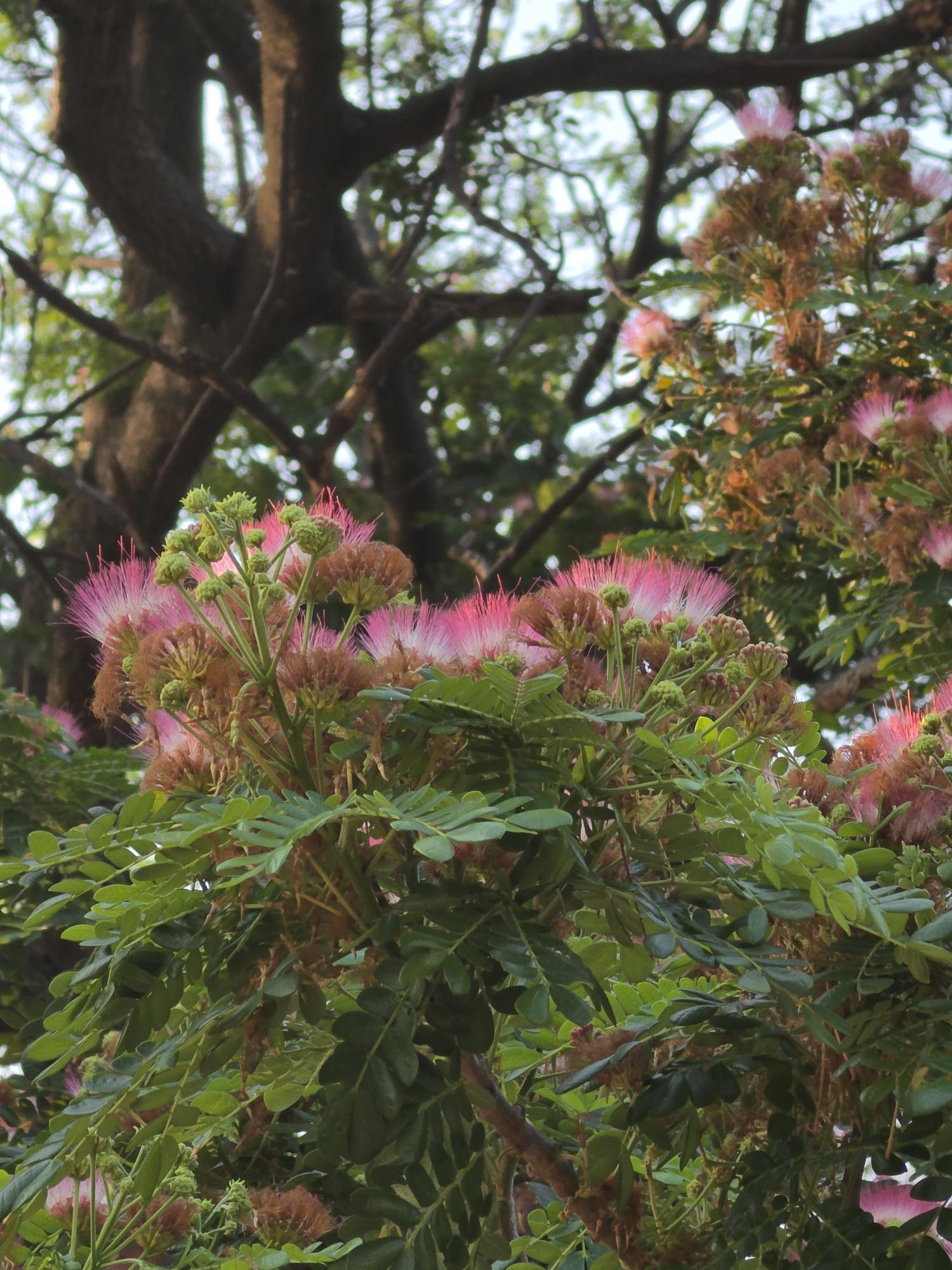 จามจุรี (flower)